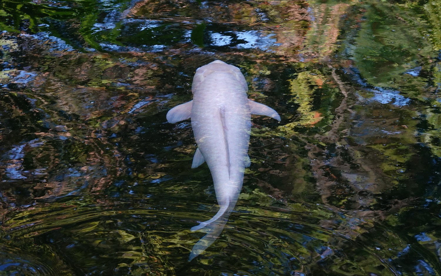 陳永鑑_錦鯉遊緃_20201031w.jpg