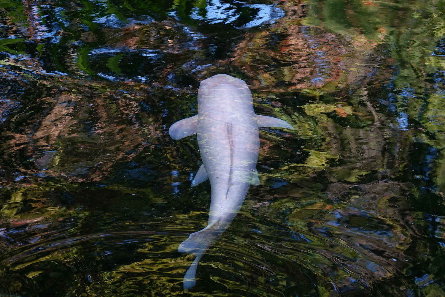 陳永鑑_錦鯉遊緃_20201031v.jpg