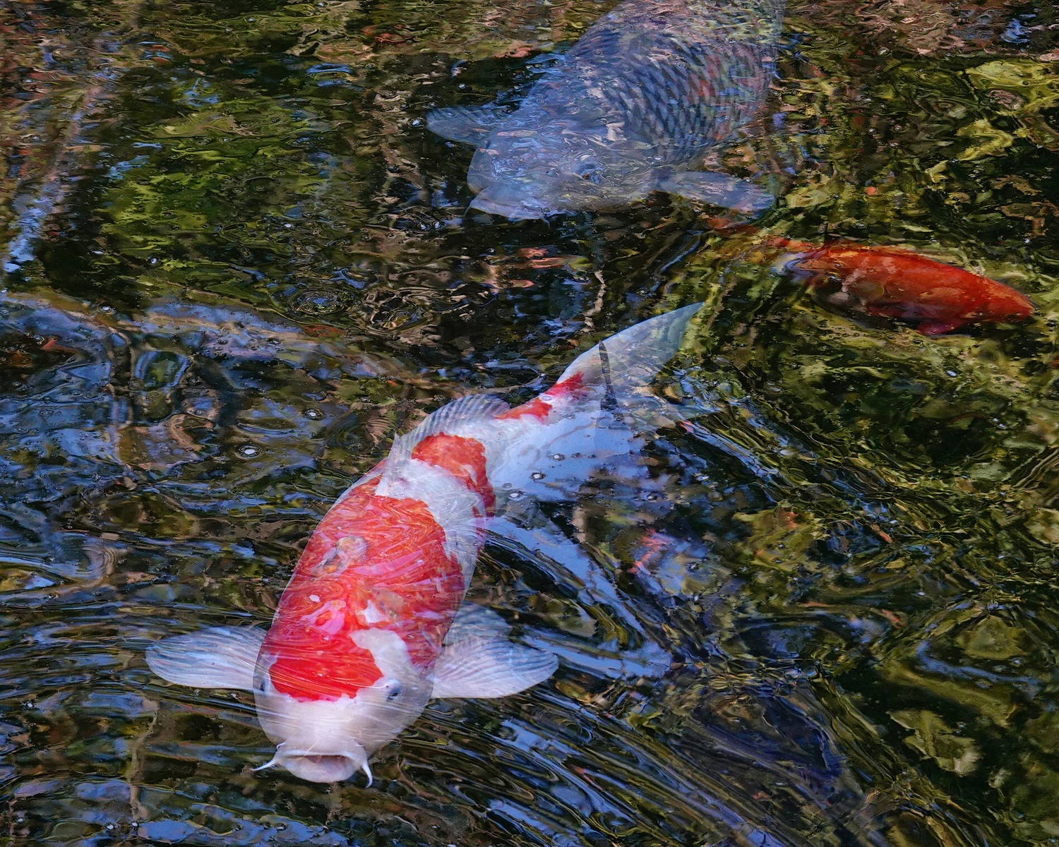 陳永鑑_錦鯉遊緃_20201031z3.jpg