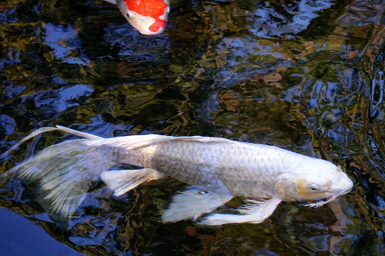 陳永鑑_錦鯉遊緃_20201101f.jpg
