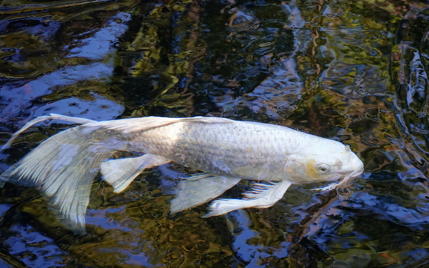 陳永鑑_錦鯉遊緃_20201101e.jpg