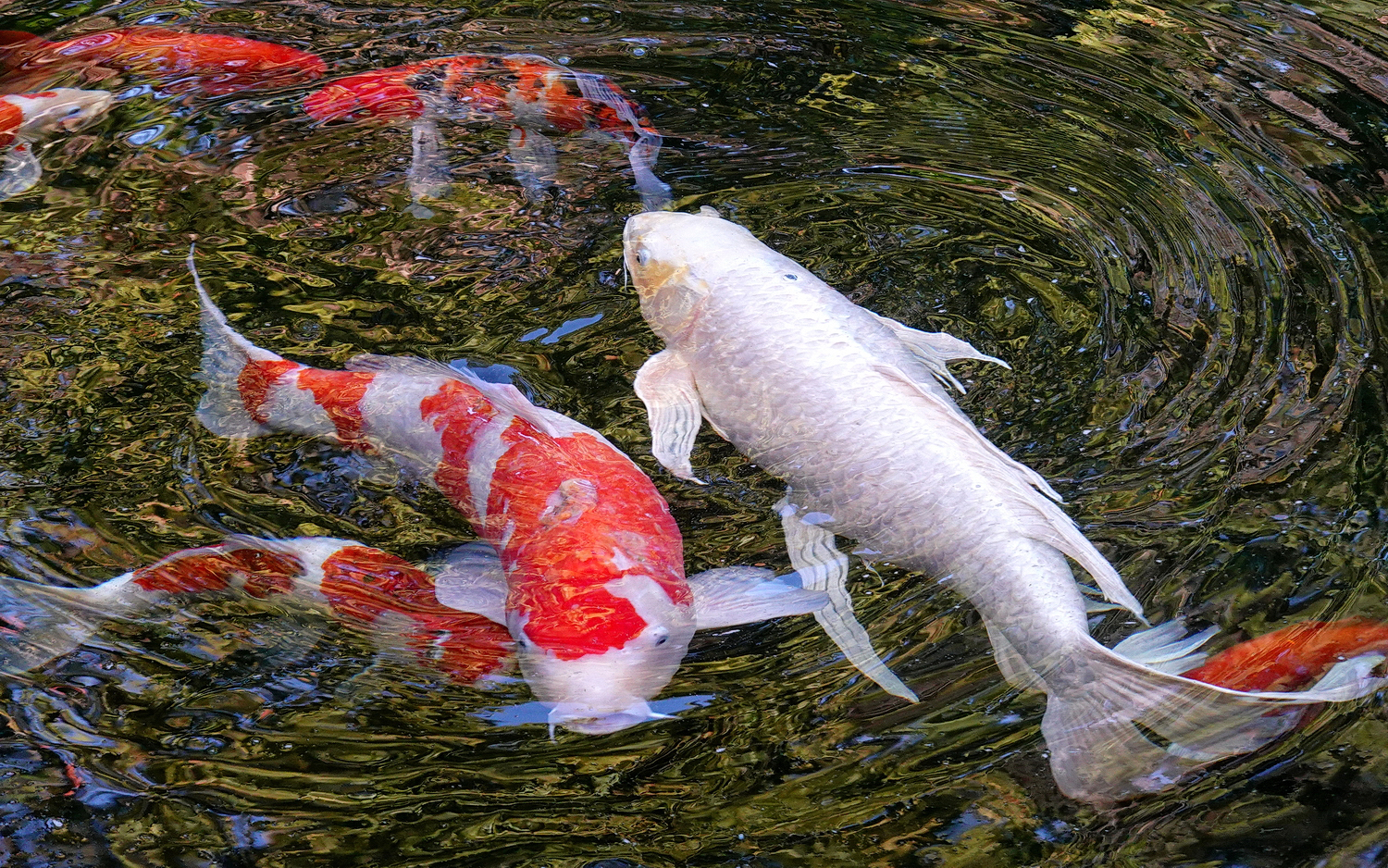 陳永鑑_錦鯉遊緃_20201101c.jpg