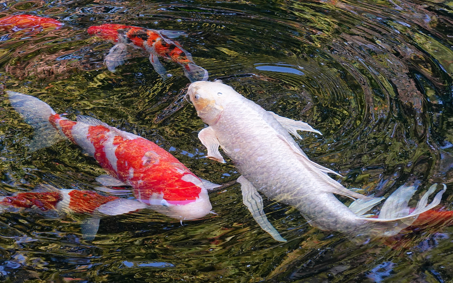 陳永鑑_錦鯉遊緃_20201101b.jpg