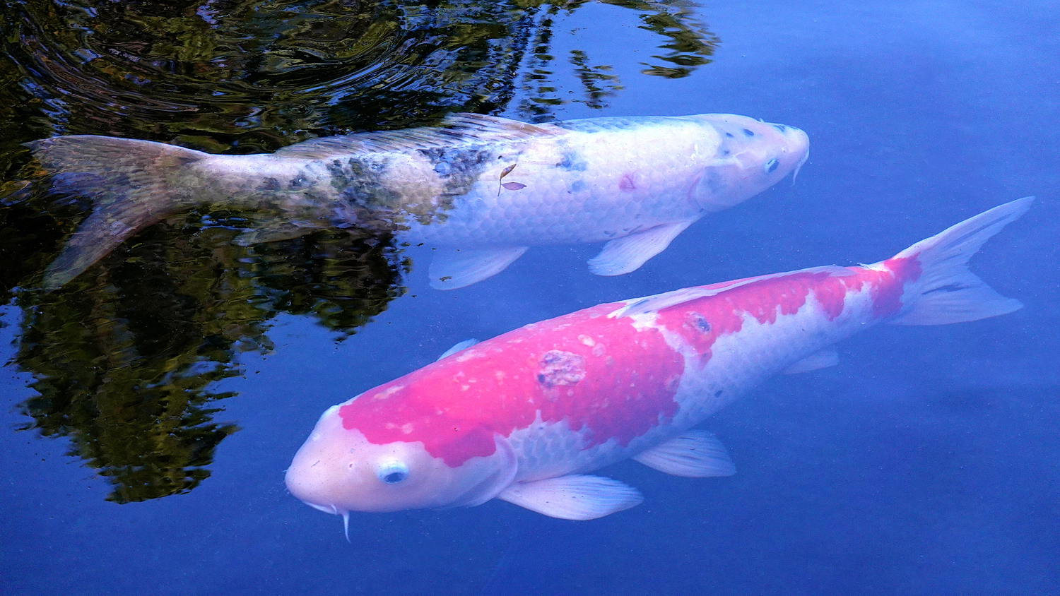 陳永鑑_錦鯉遊緃_20201101a.jpg