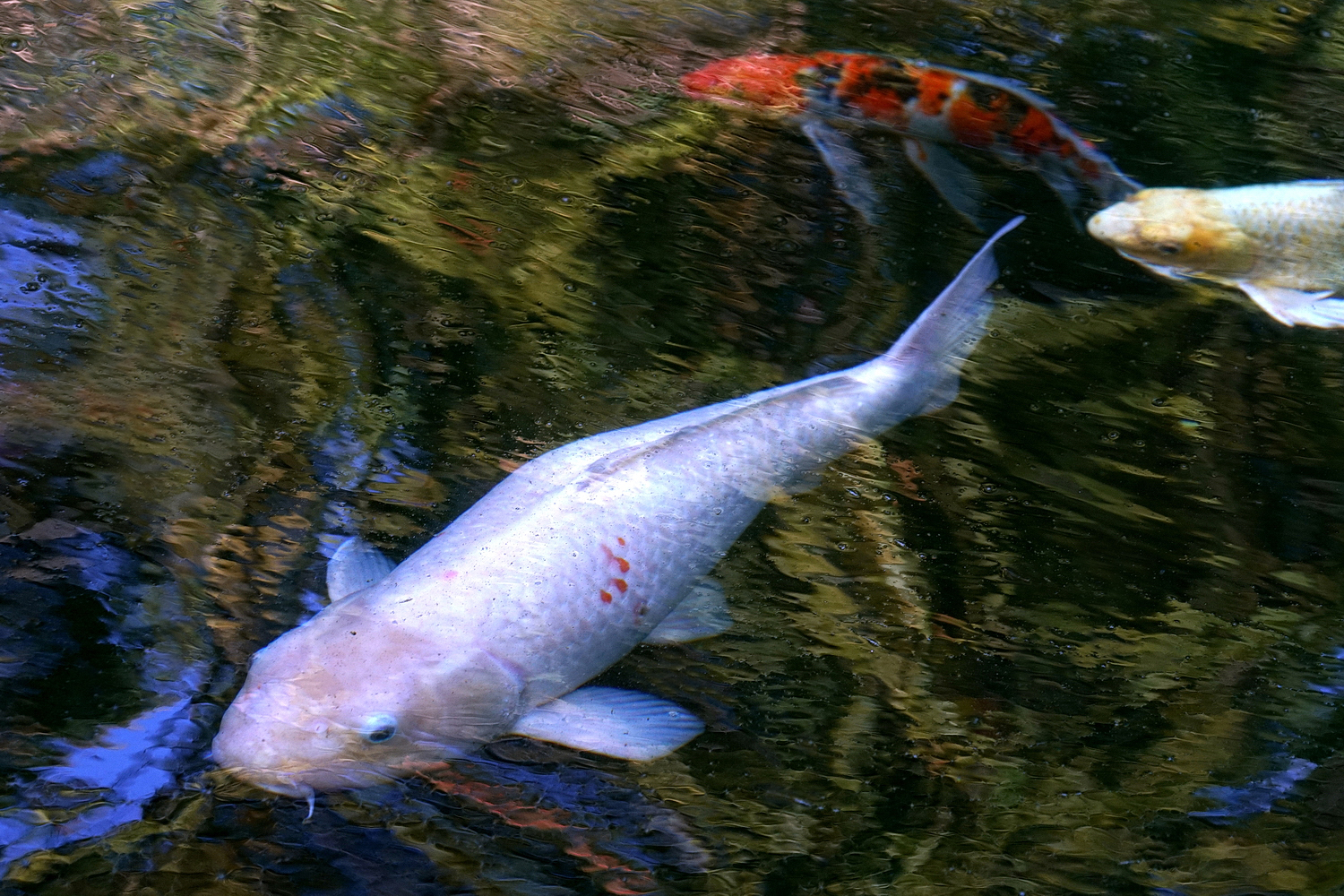 陳永鑑_錦鯉遊緃_20201103d.jpg