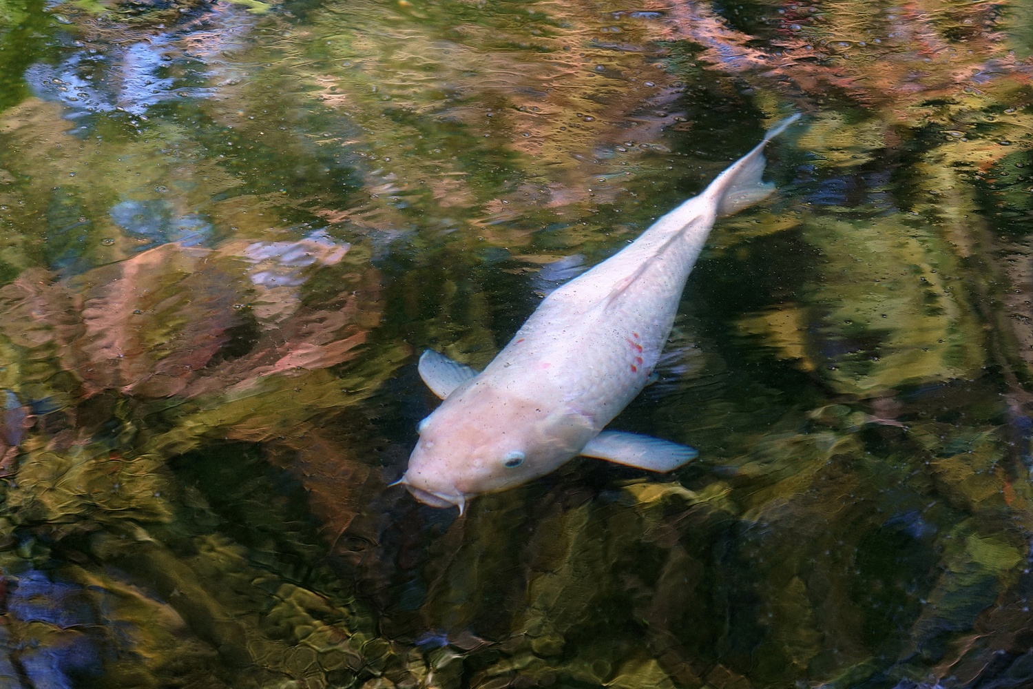 陳永鑑_錦鯉遊緃_20201103c.jpg