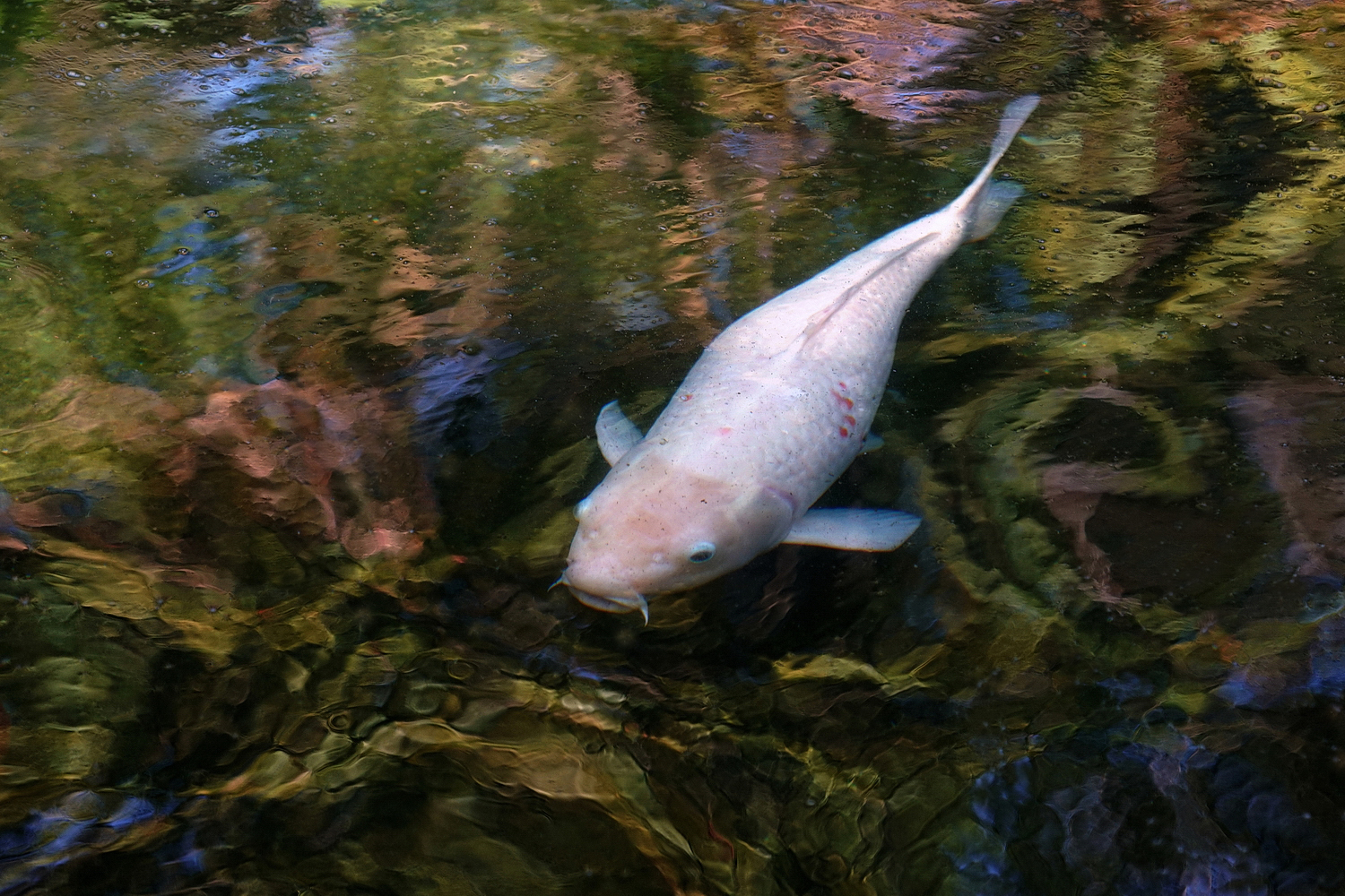 陳永鑑_錦鯉遊緃_20201103b.jpg