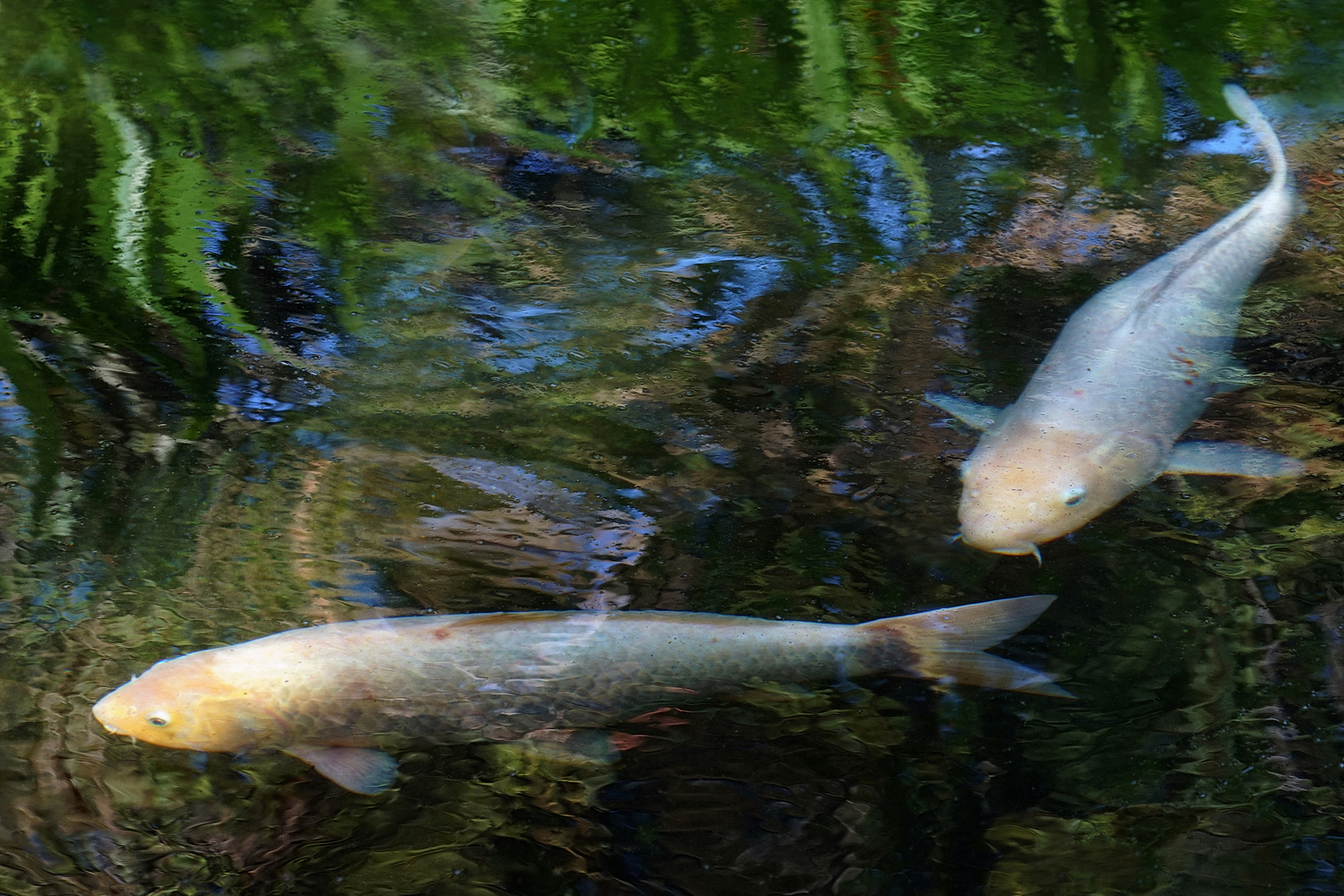 陳永鑑_錦鯉遊緃_20201103a.jpg