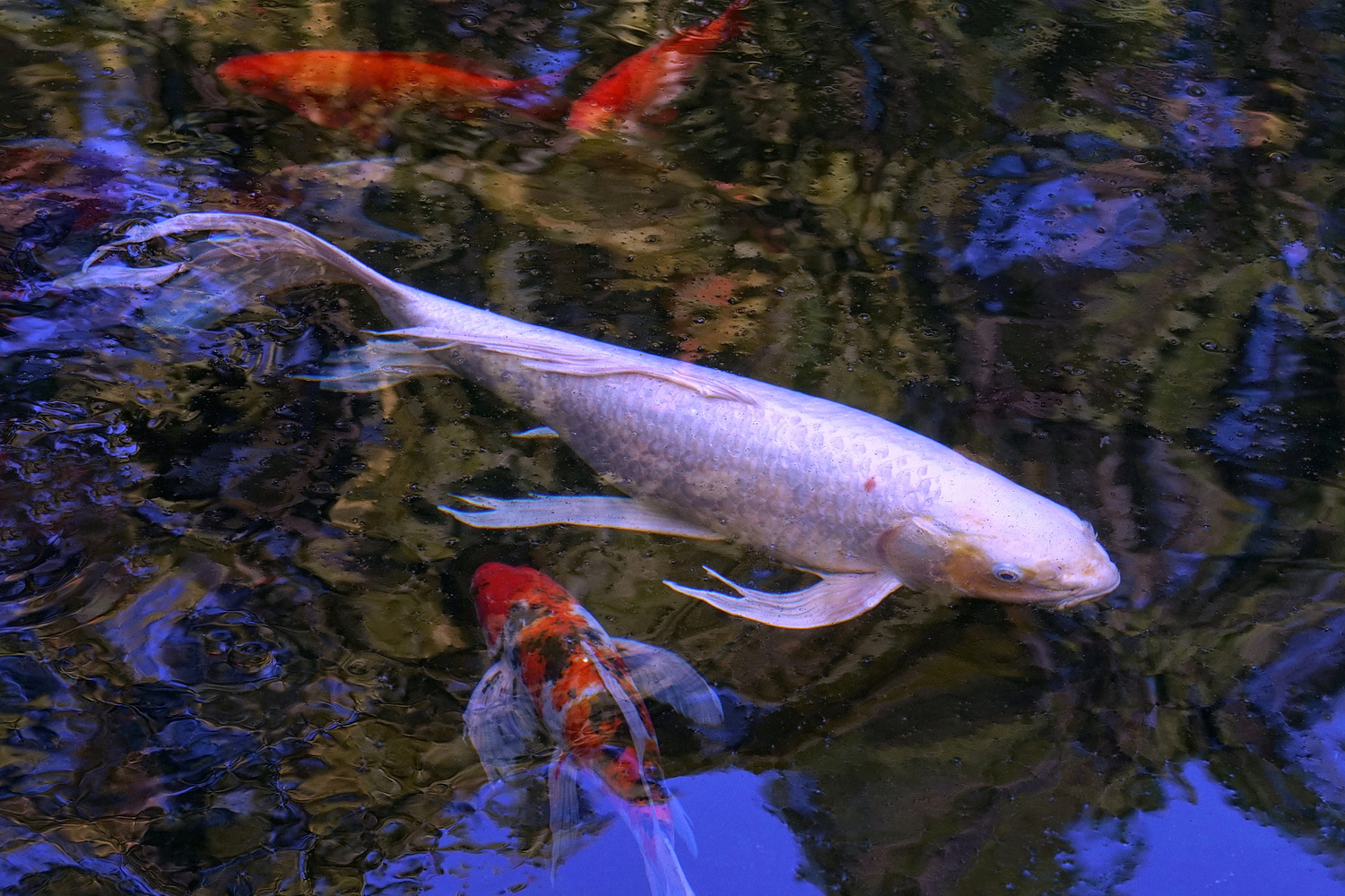 陳永鑑_錦鯉遊緃_20201103h.jpg