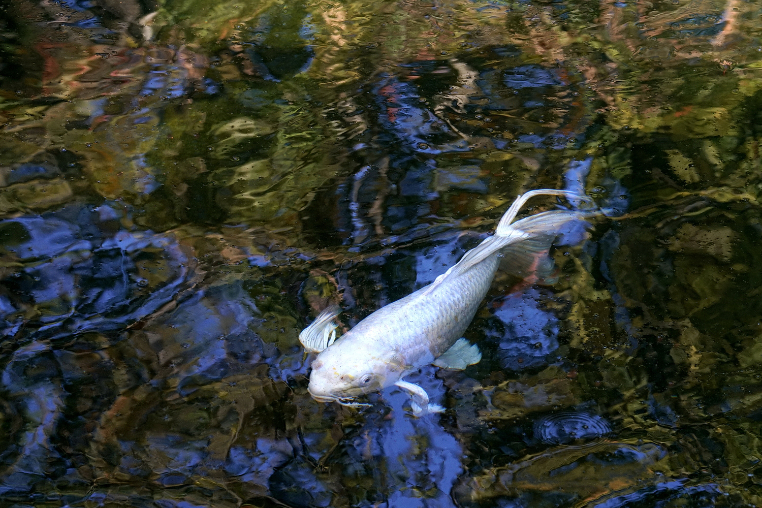 陳永鑑_錦鯉遊緃_20201103g.jpg