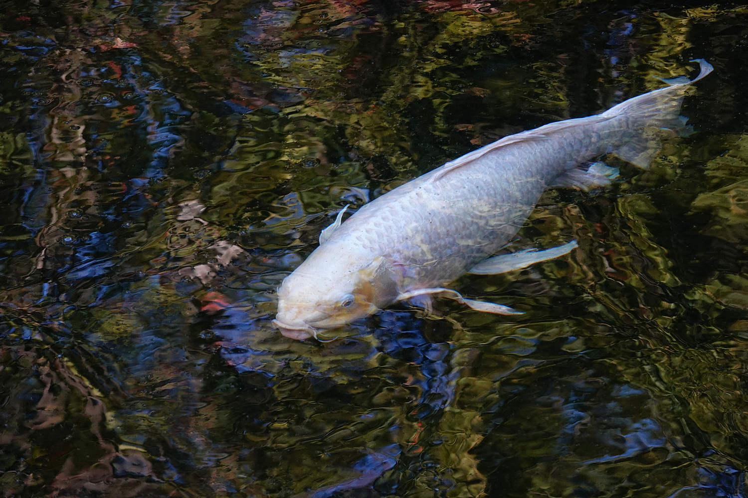 陳永鑑_錦鯉遊緃_20201104g.jpg