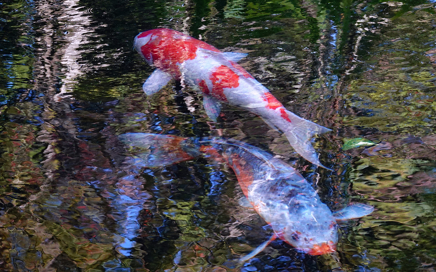 陳永鑑_錦鯉遊緃_20201104f.jpg