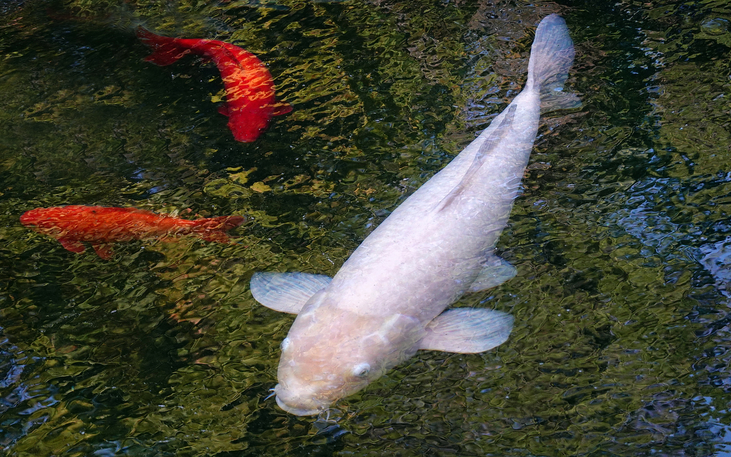 陳永鑑_錦鯉遊緃_20201104e.jpg