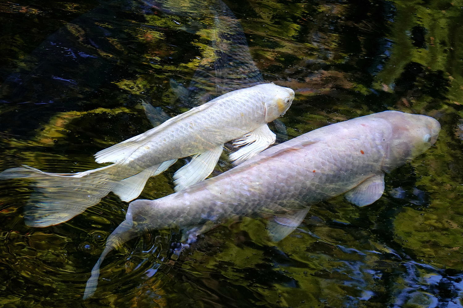 陳永鑑_錦鯉遊緃_20201104d.jpg