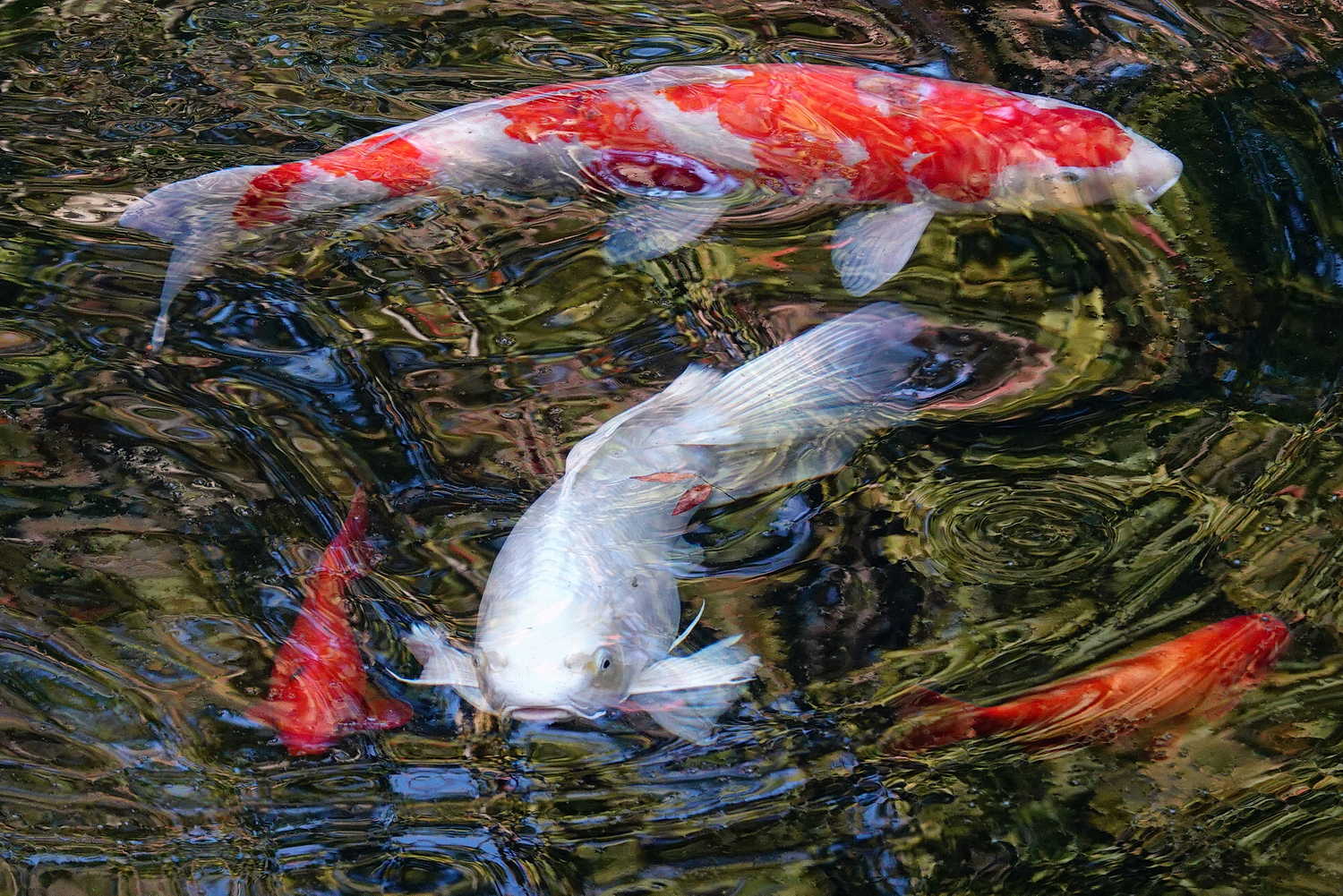 陳永鑑_錦鯉遊緃_20201104c.jpg
