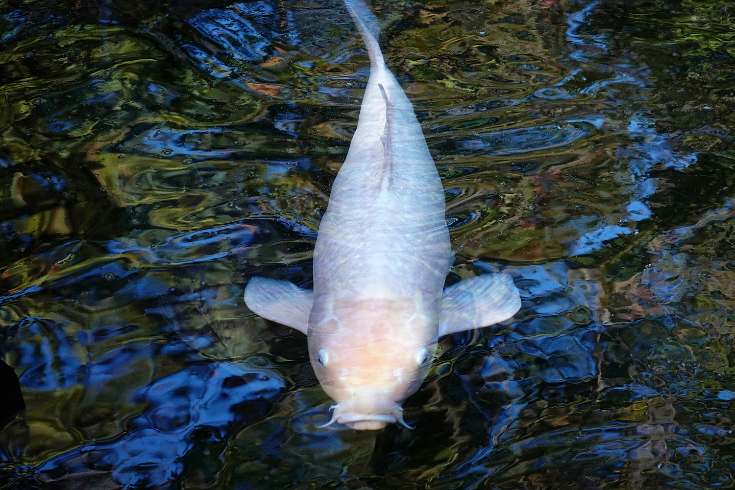 陳永鑑_錦鯉遊緃_20201104b.jpg