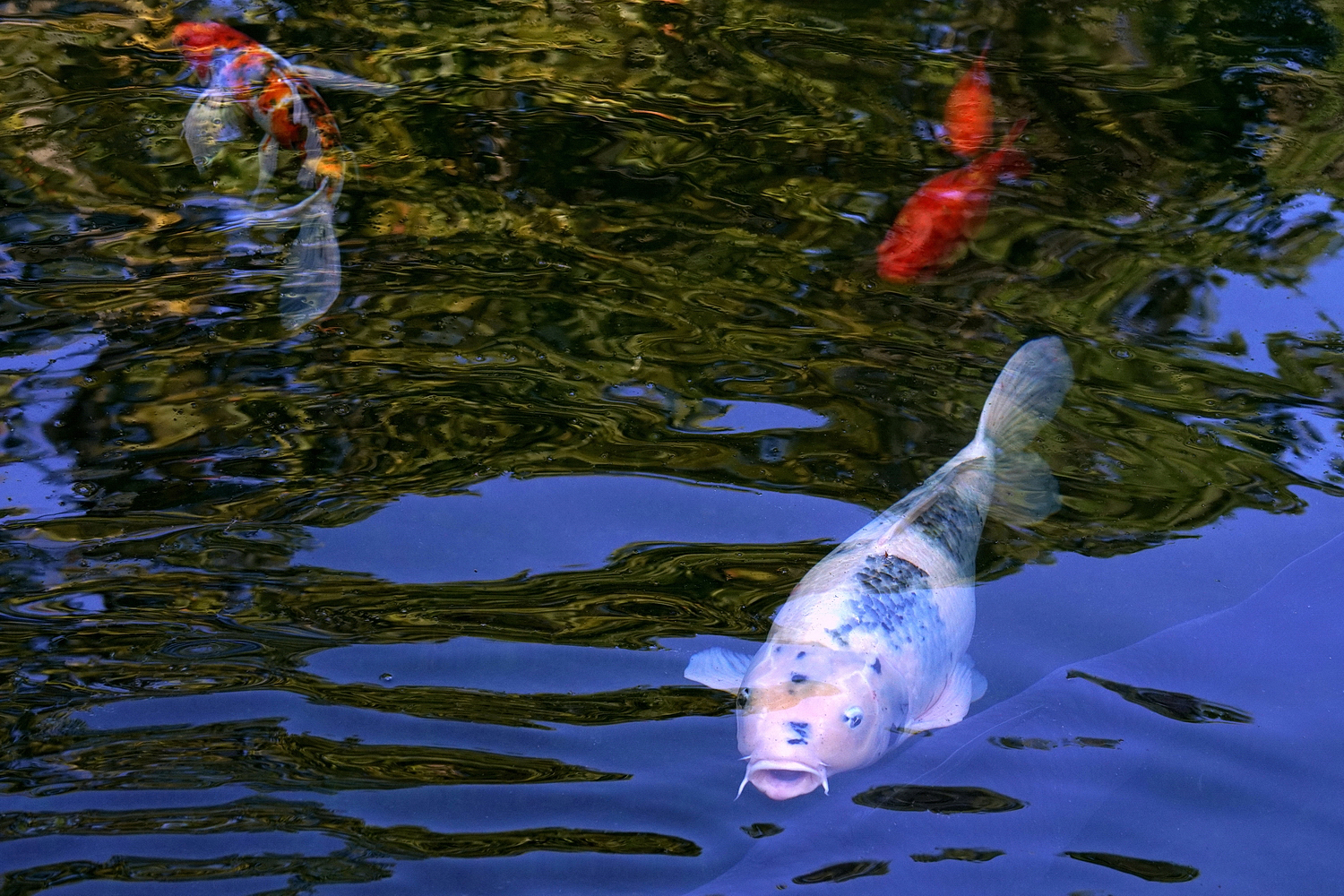 陳永鑑_錦鯉遊緃_20201105c.jpg