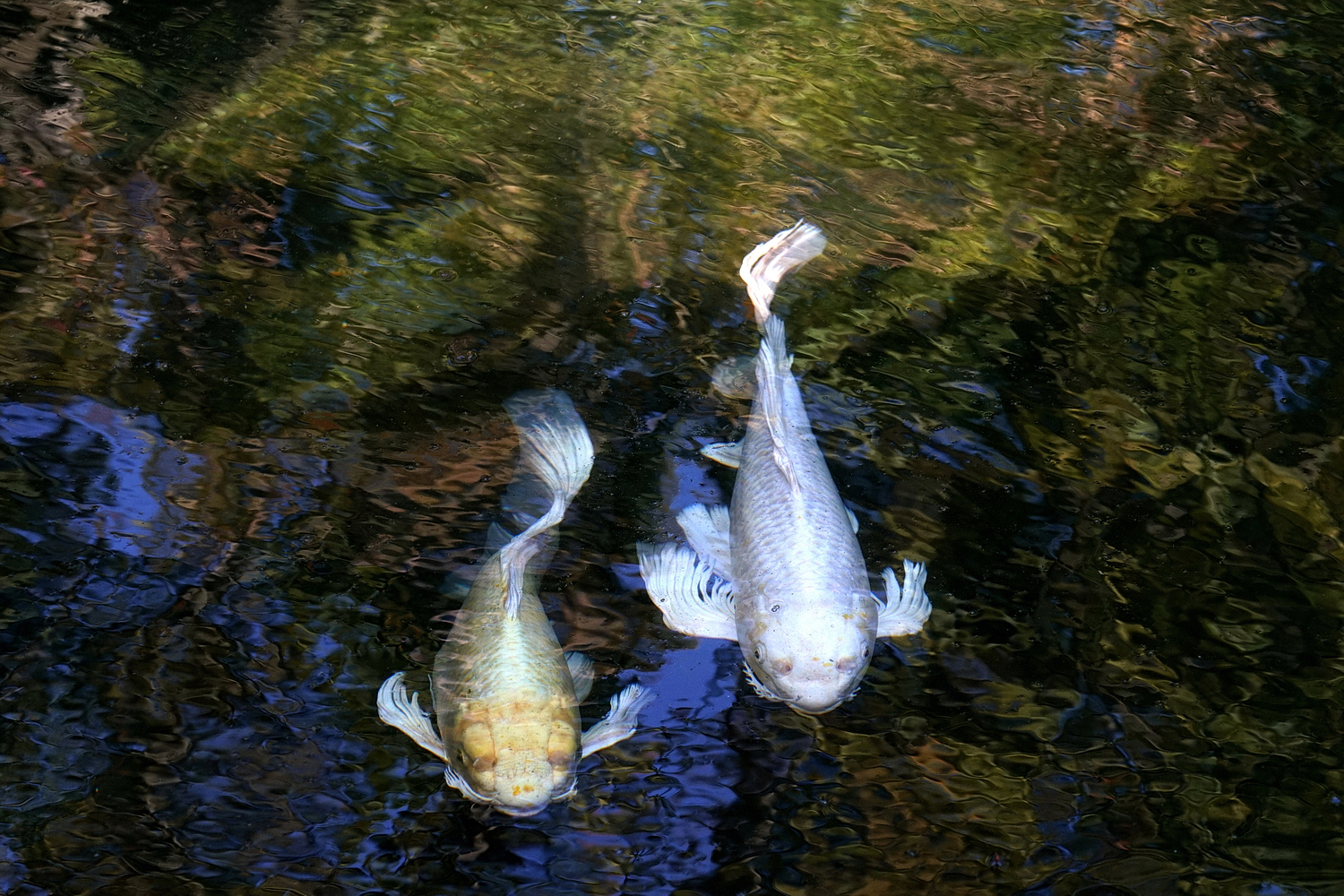 陳永鑑_錦鯉遊緃_20201105b.jpg