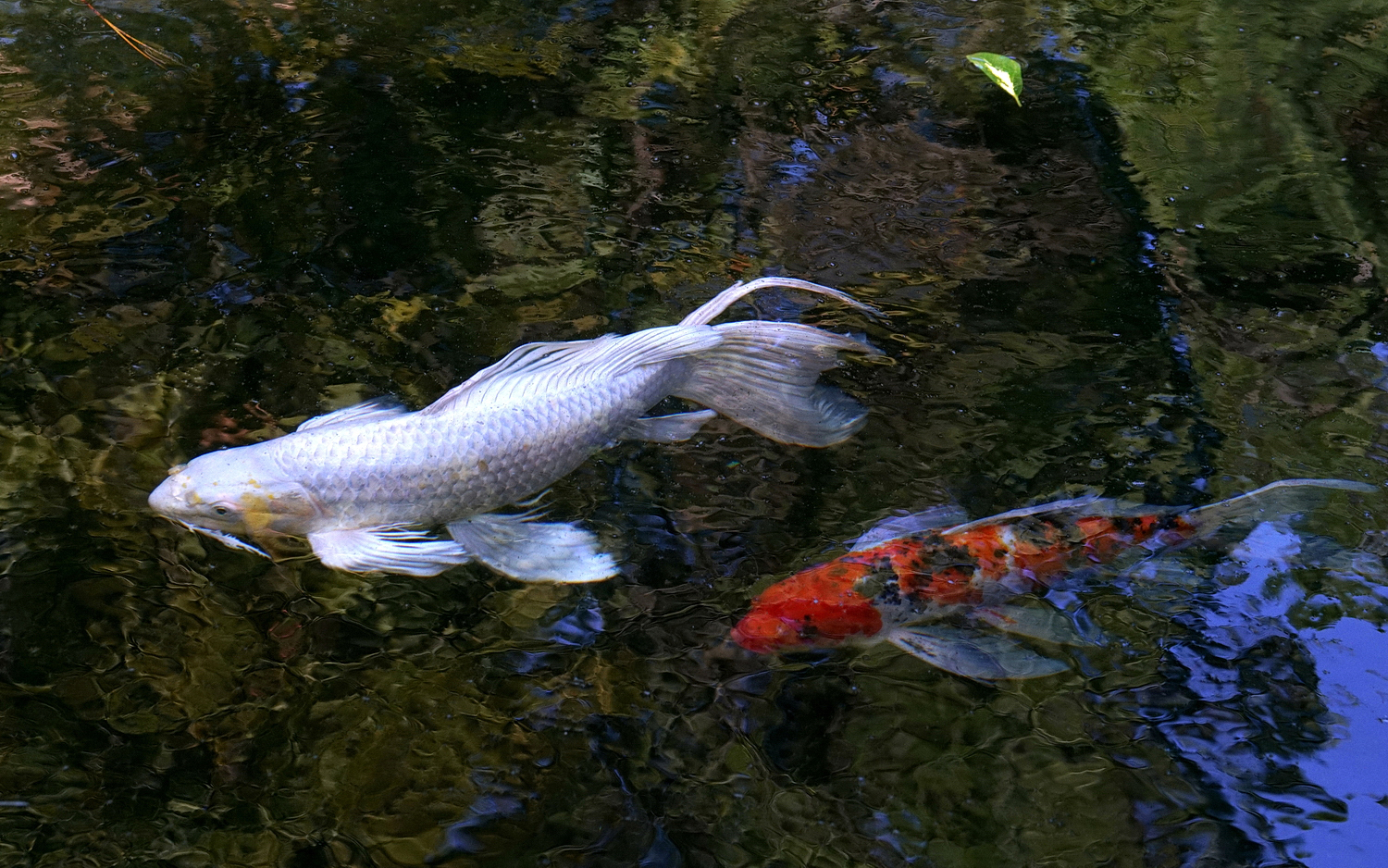 陳永鑑_錦鯉遊緃_20201105a.jpg