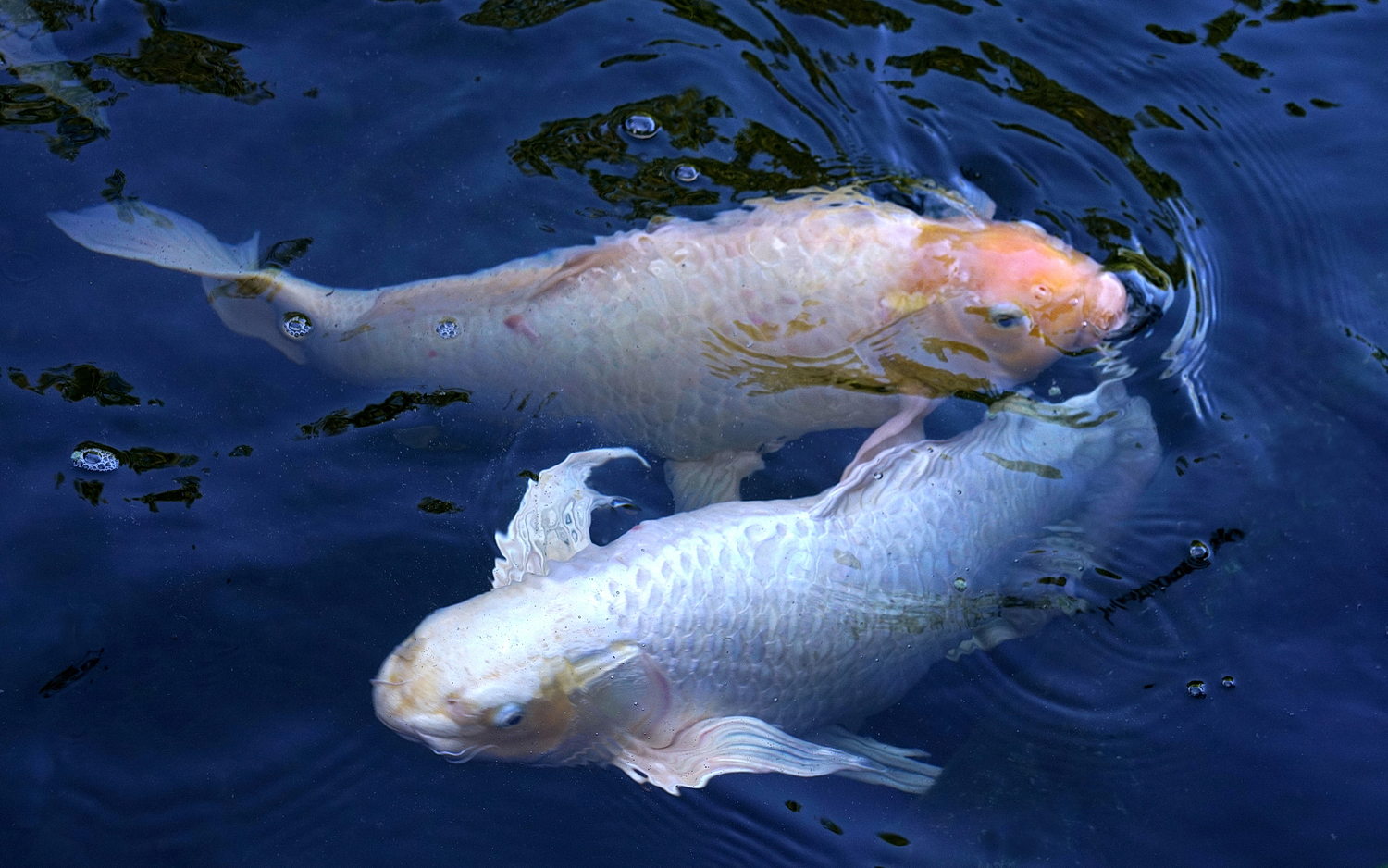 陳永鑑_錦鯉遊緃_20201106h.jpg