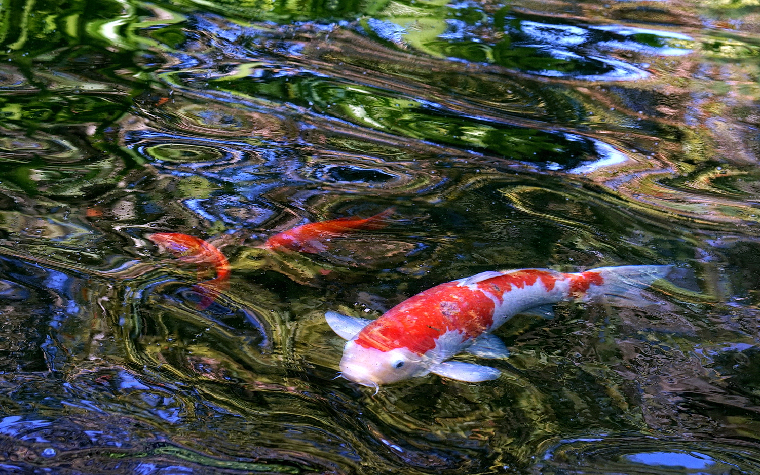 陳永鑑_錦鯉遊緃_20201106g.jpg