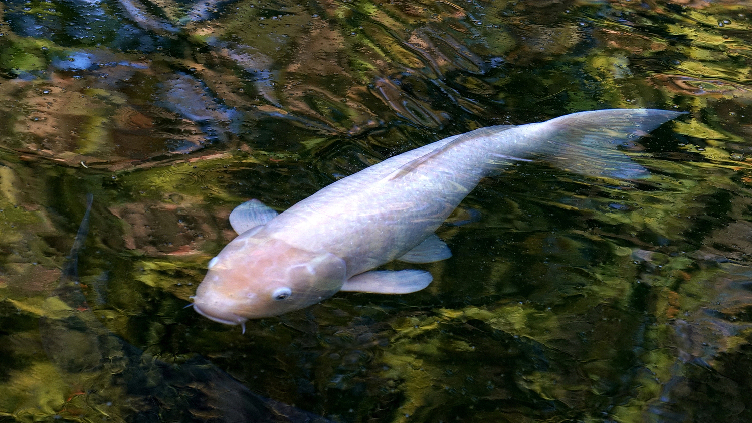 陳永鑑_錦鯉遊緃_20201106f.jpg