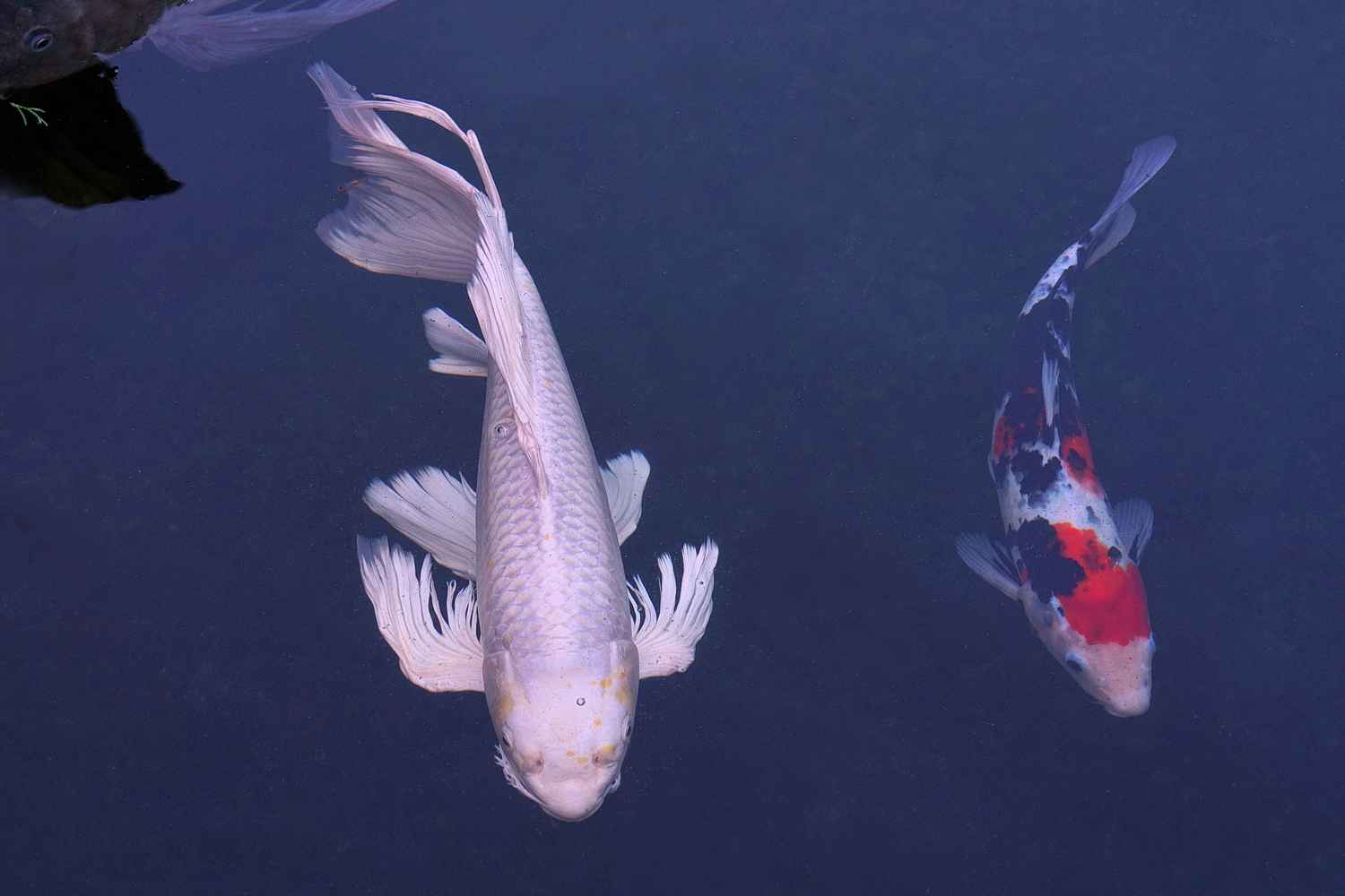 陳永鑑_錦鯉遊緃_20201106e.jpg