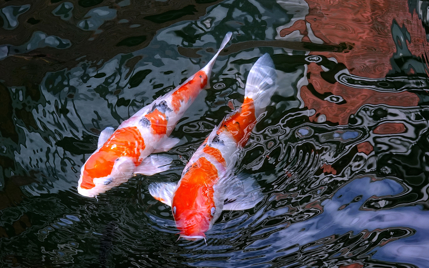 陳永鑑_錦鯉遊緃_20201106r.jpg