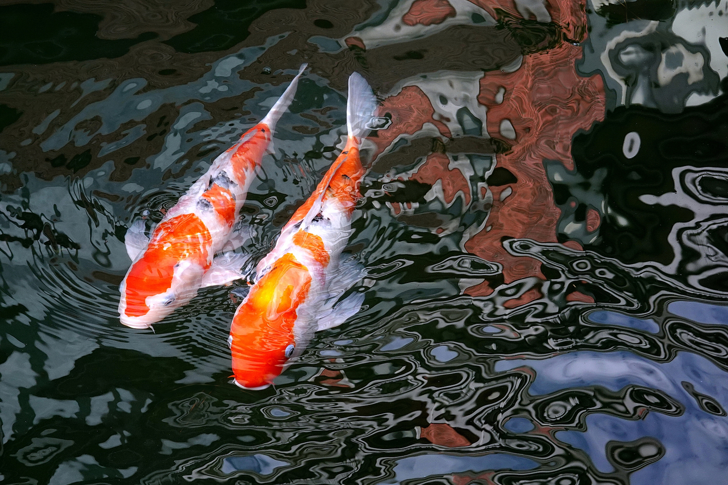 陳永鑑_錦鯉遊緃_20201106p.jpg