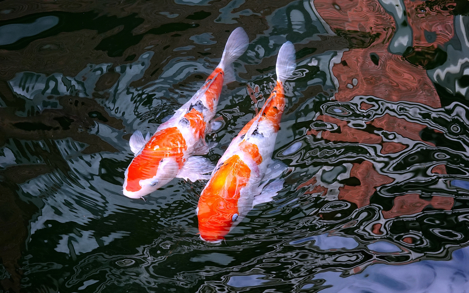 陳永鑑_錦鯉遊緃_20201106q.jpg