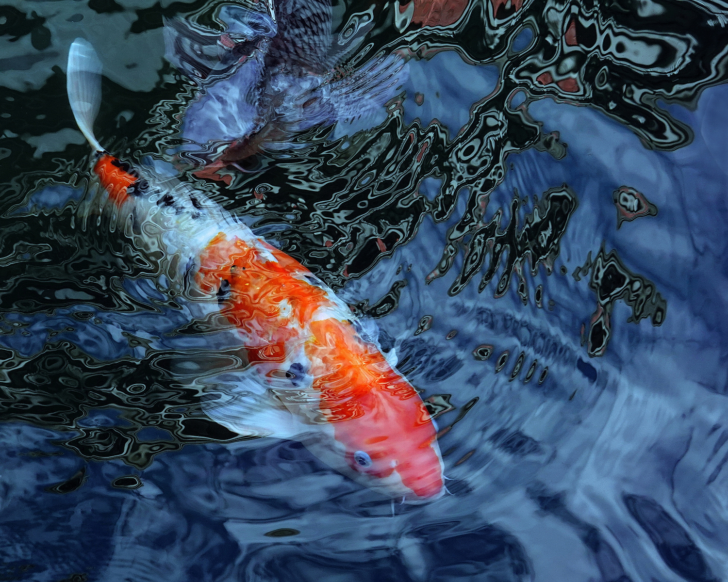 陳永鑑_錦鯉遊緃_20201106m.jpg