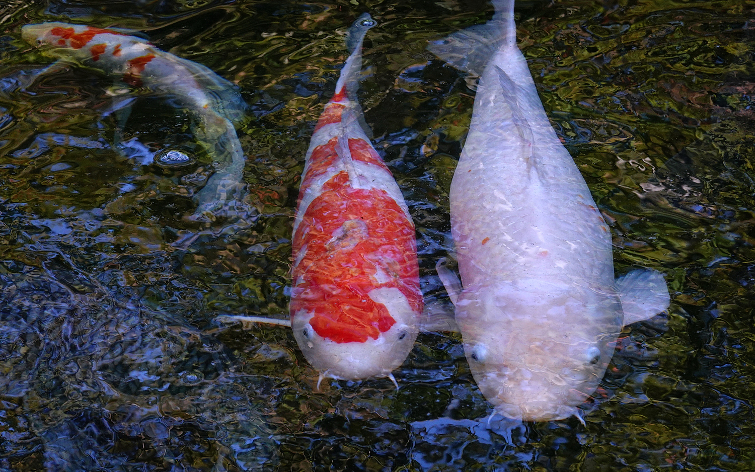 陳永鑑_錦鯉遊緃_20201106l.jpg