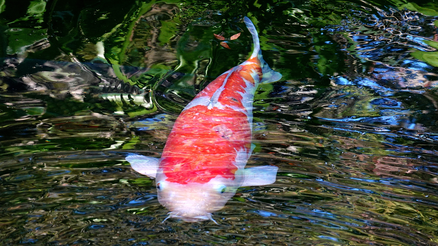 陳永鑑_錦鯉遊緃_20201106k.jpg
