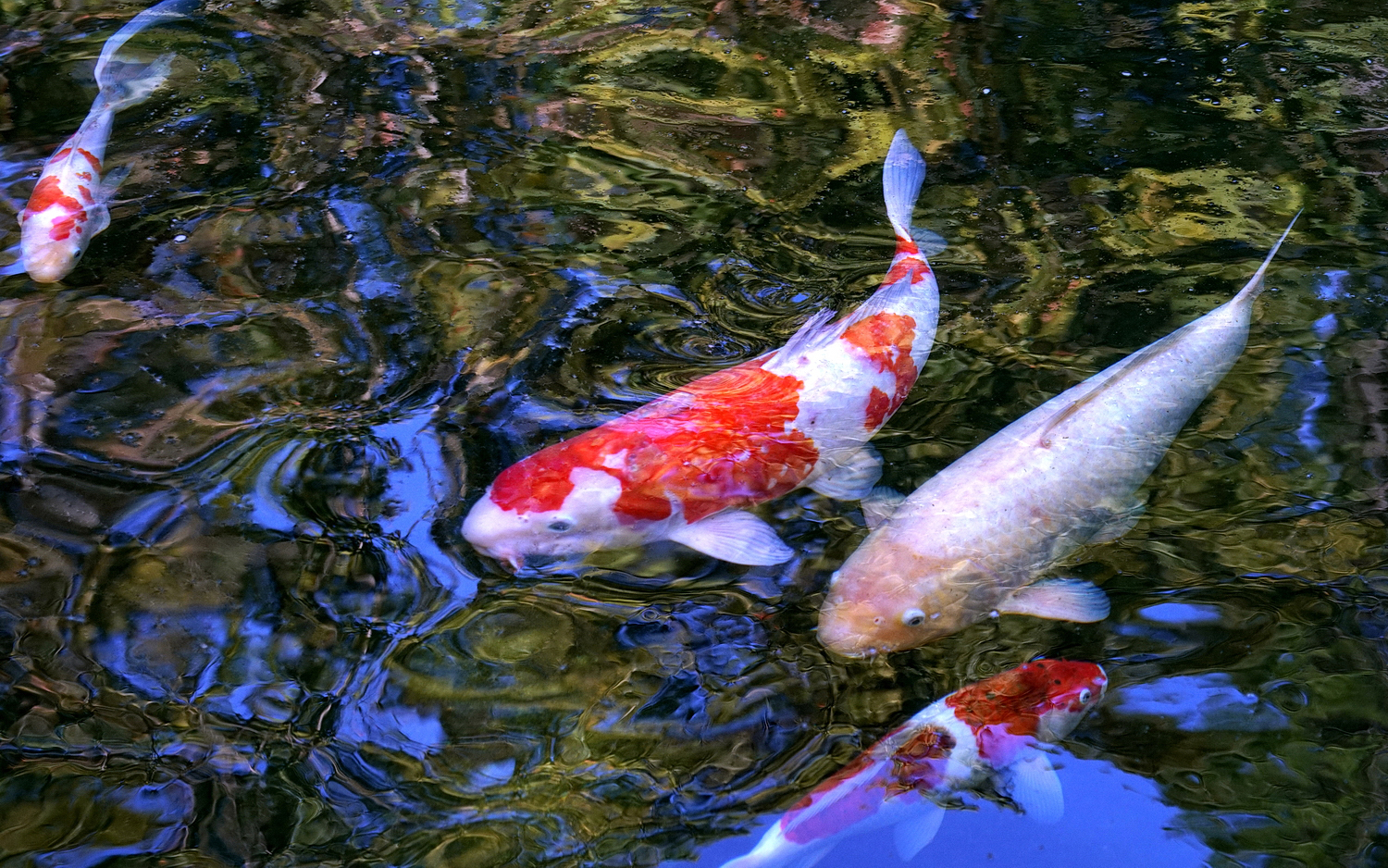 陳永鑑_錦鯉遊緃_20201106j.jpg