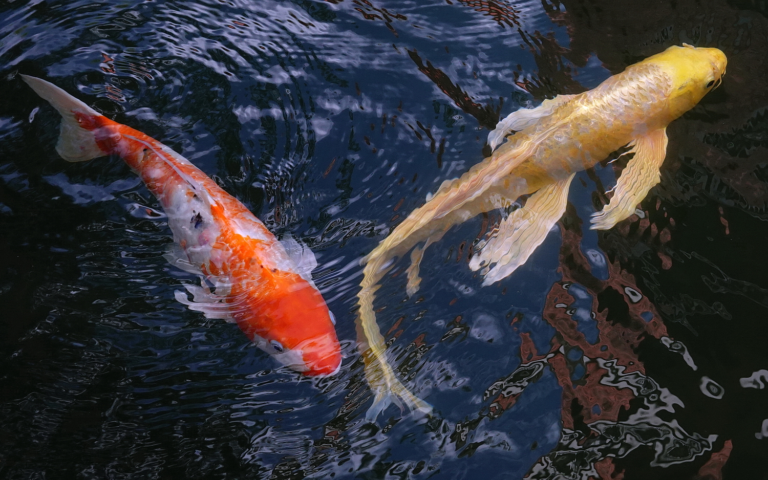 陳永鑑_錦鯉遊緃_20201107e.jpg