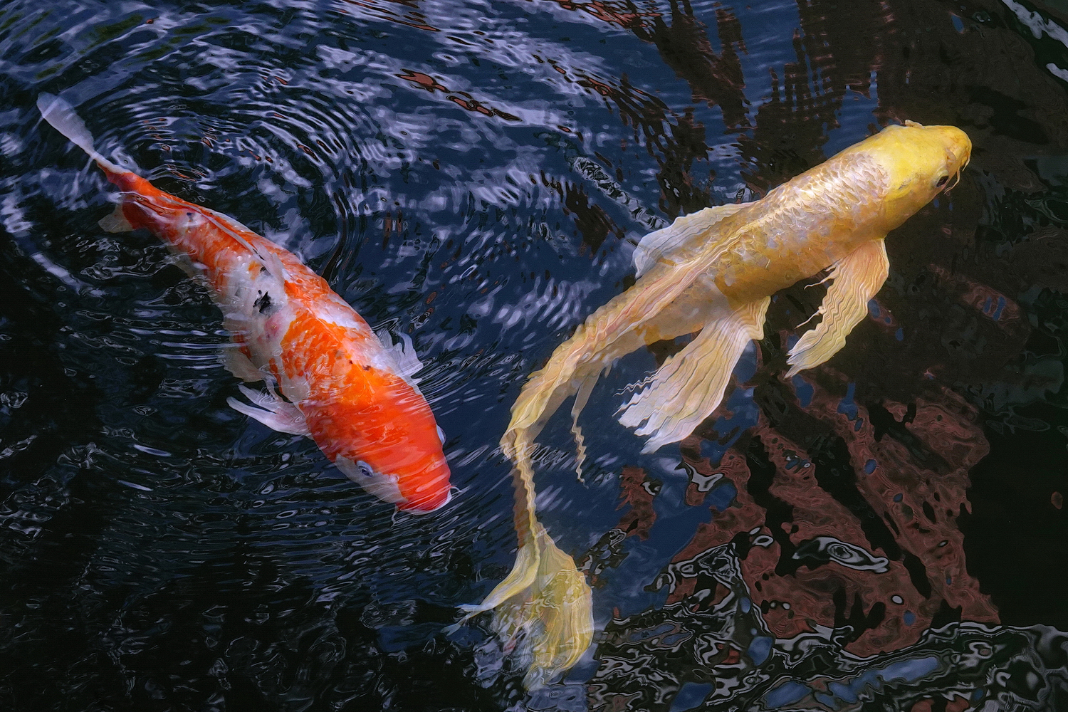 陳永鑑_錦鯉遊緃_20201107d.jpg