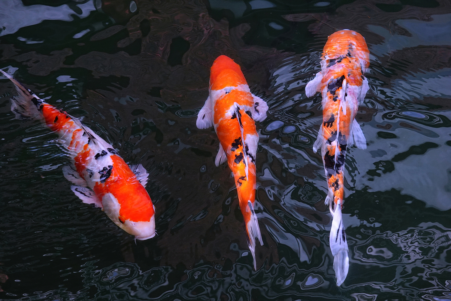陳永鑑_錦鯉遊緃_20201107c.jpg