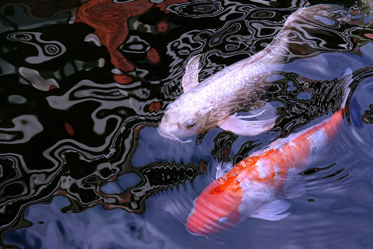 陳永鑑_錦鯉遊緃_20201107a.jpg