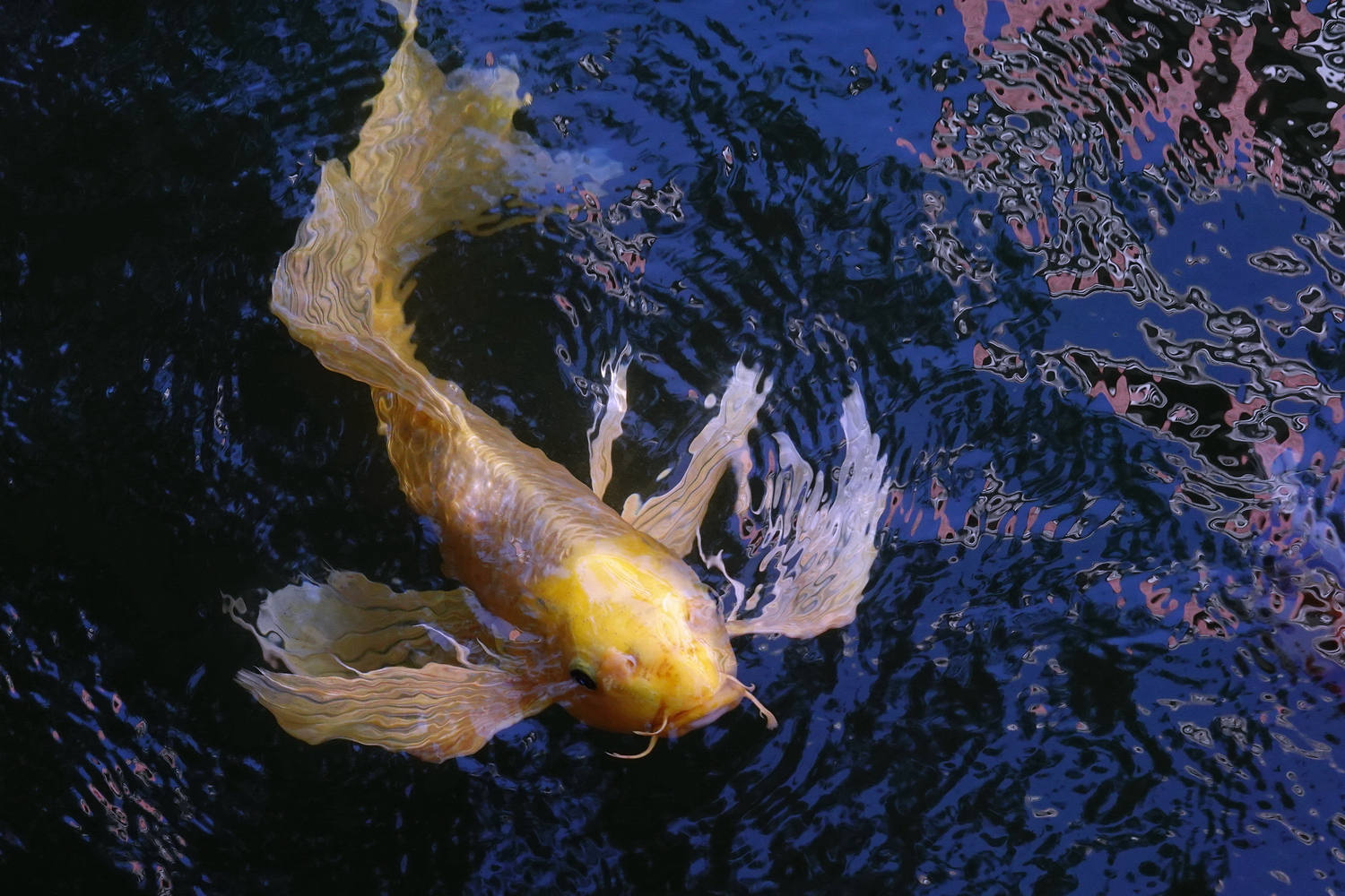 陳永鑑_錦鯉遊緃_20201107m.jpg