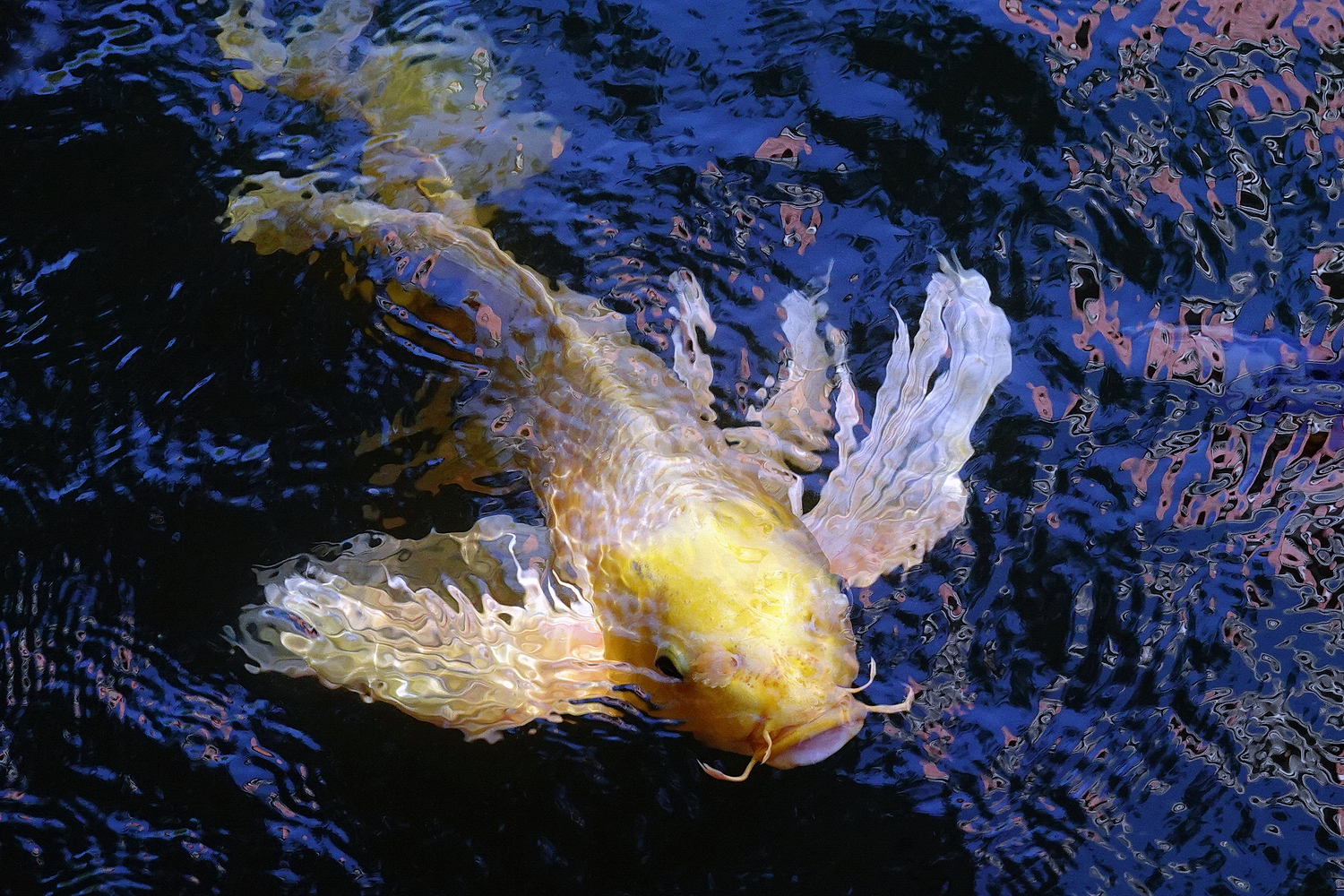 陳永鑑_錦鯉遊緃_20201107l.jpg