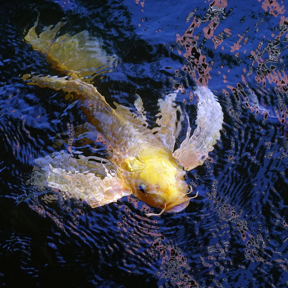陳永鑑_錦鯉遊緃_20201107k.jpg