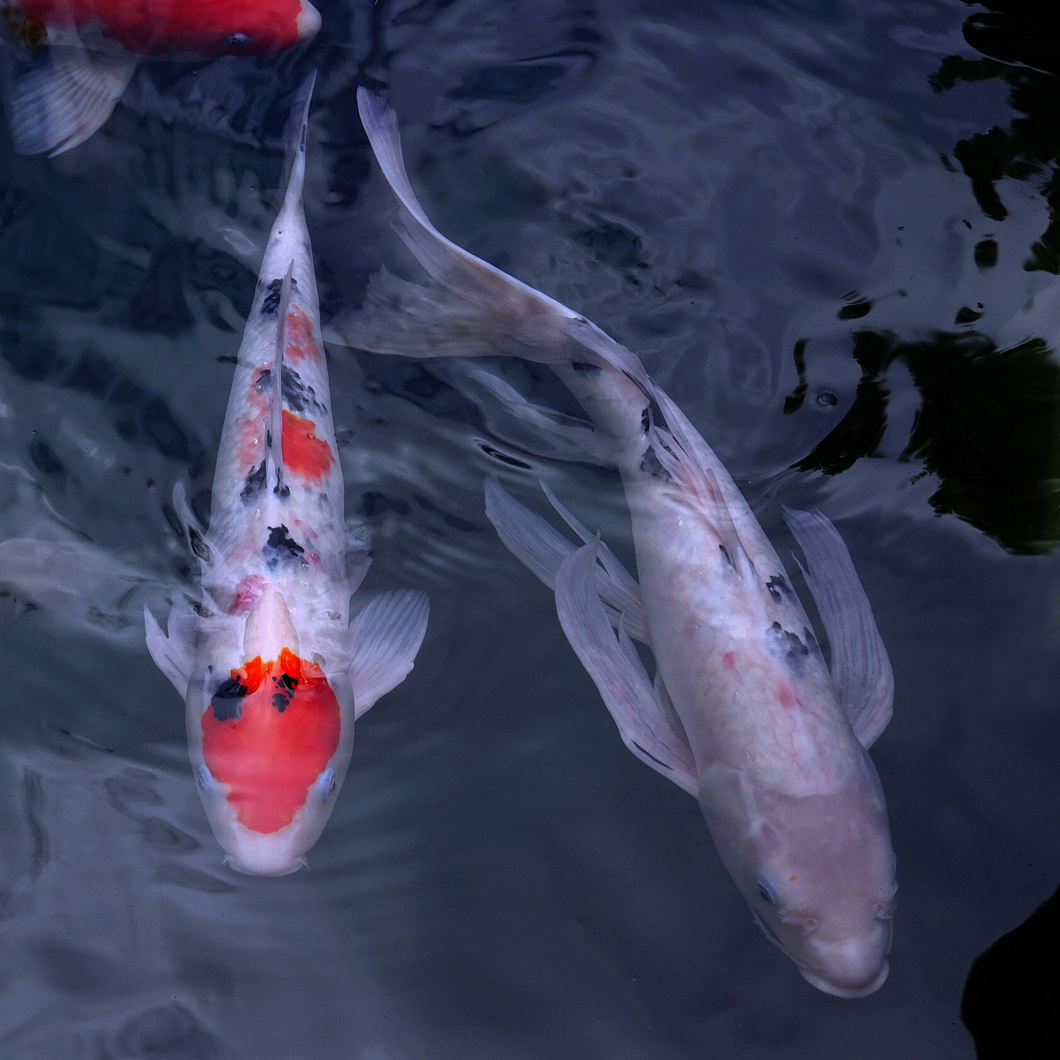 陳永鑑_錦鯉遊緃_20201107i.jpg