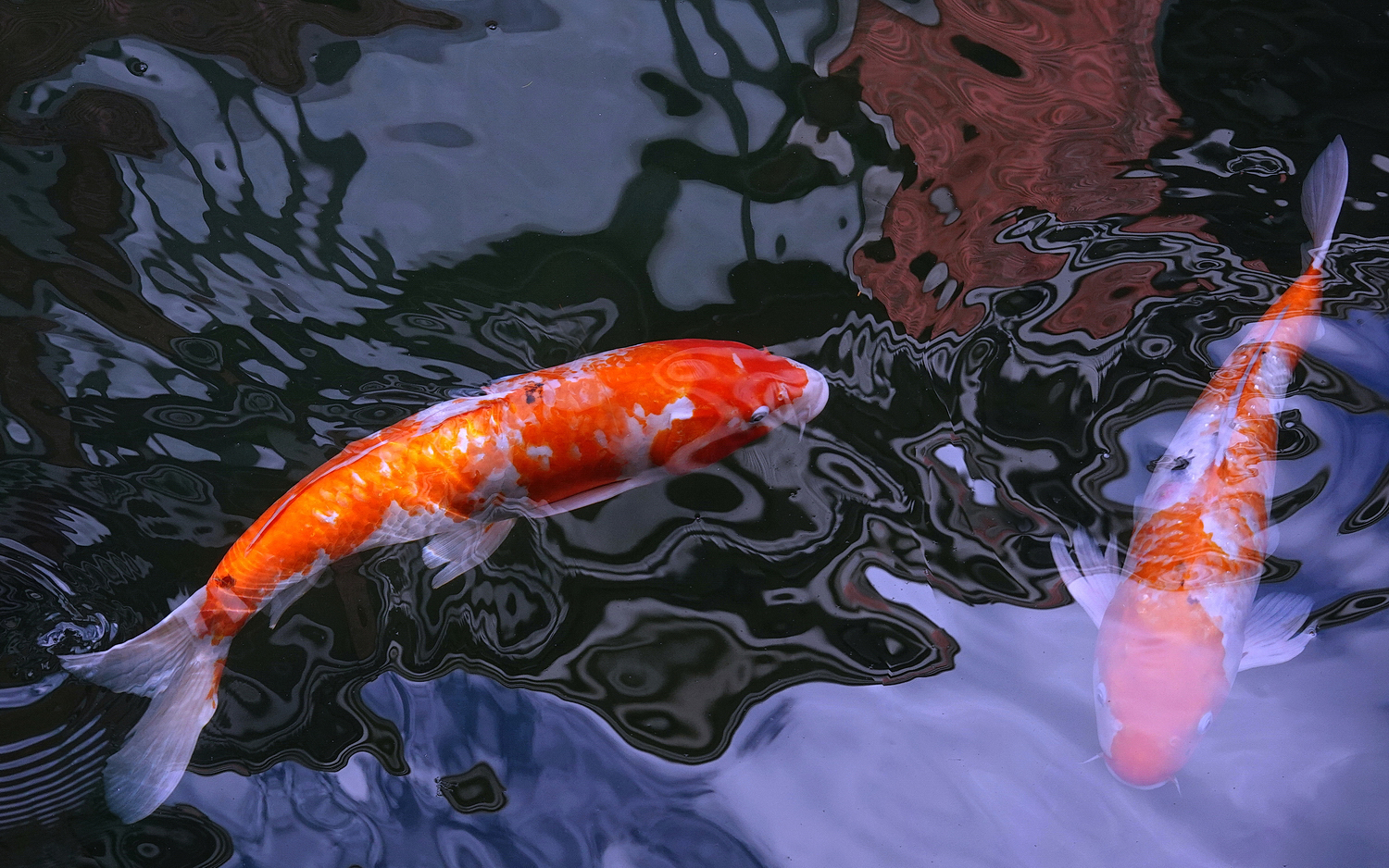 陳永鑑_錦鯉遊緃_20201107h.jpg