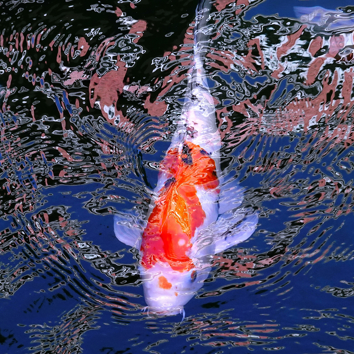 陳永鑑_錦鯉遊緃_20201107t.jpg