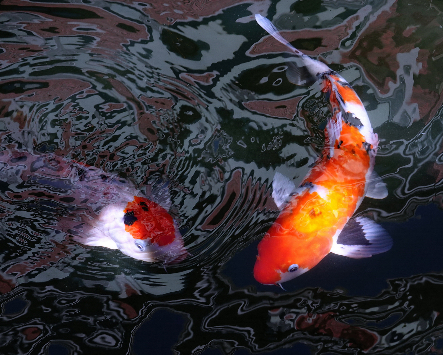 陳永鑑_錦鯉遊緃_20201107r.jpg