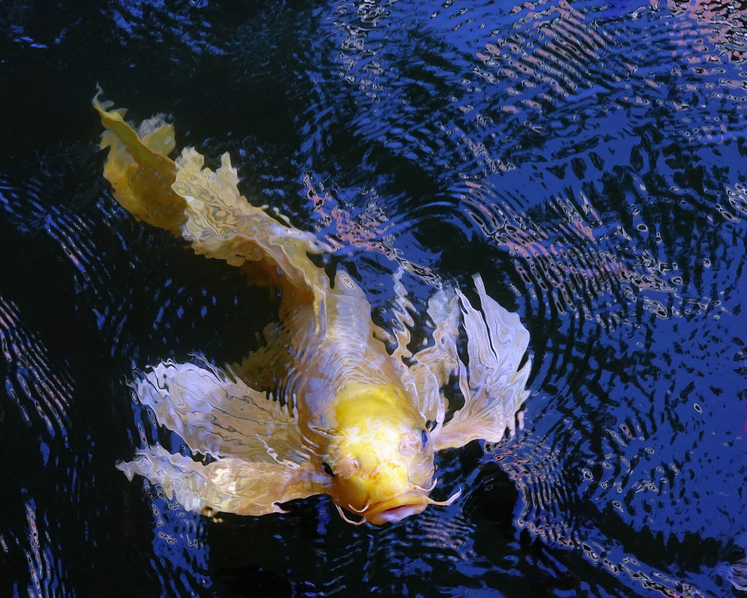陳永鑑_錦鯉遊緃_20201107q.jpg