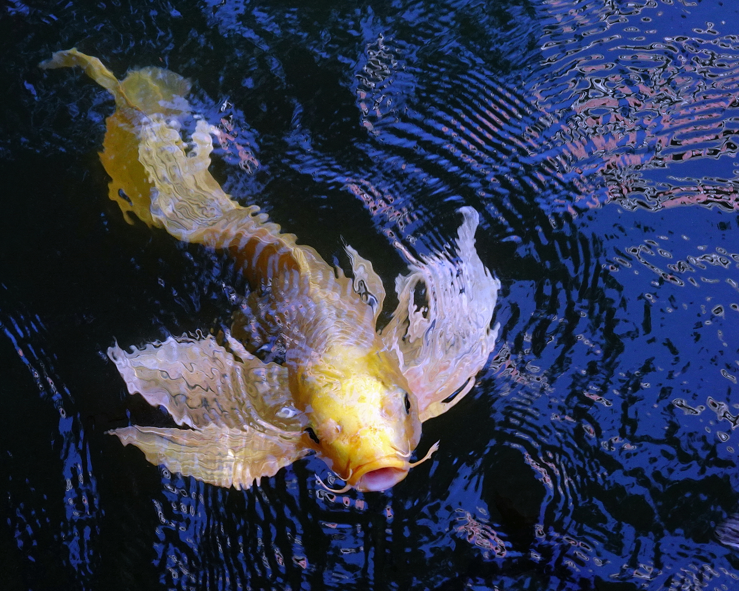 陳永鑑_錦鯉遊緃_20201107p.jpg