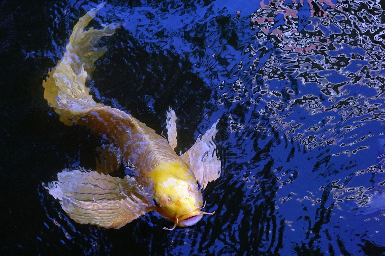 陳永鑑_錦鯉遊緃_20201107o.jpg