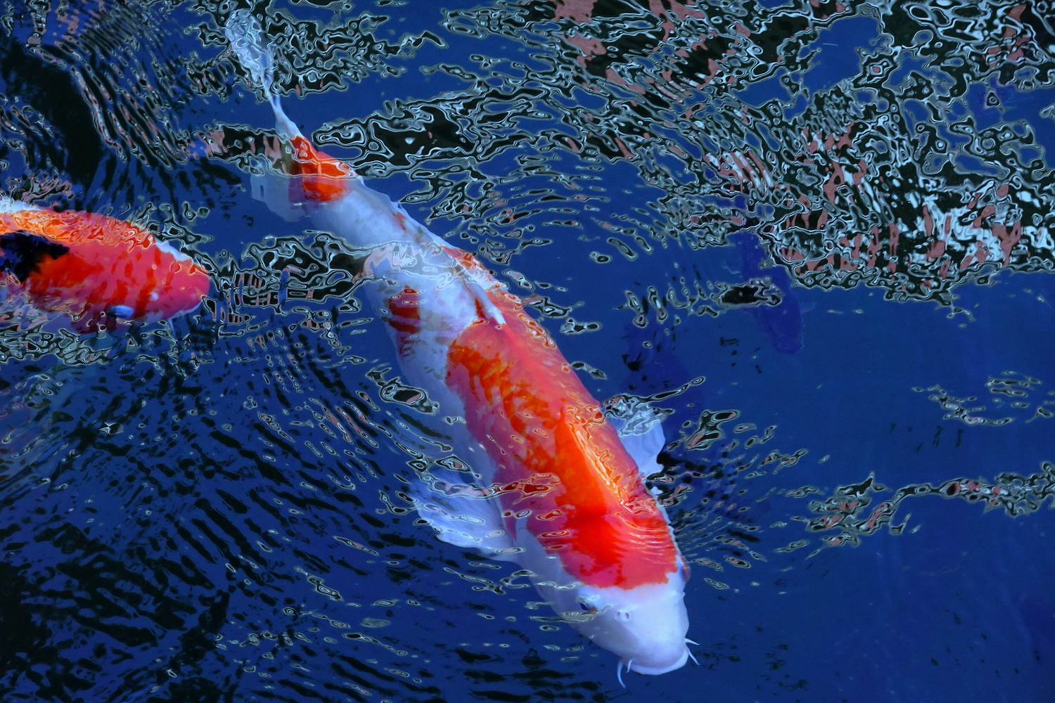 陳永鑑_錦鯉遊緃_20201108h.jpg