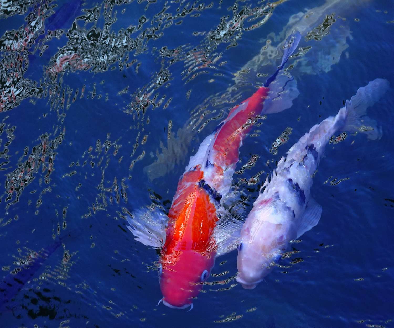 陳永鑑_錦鯉遊緃_20201108f.jpg